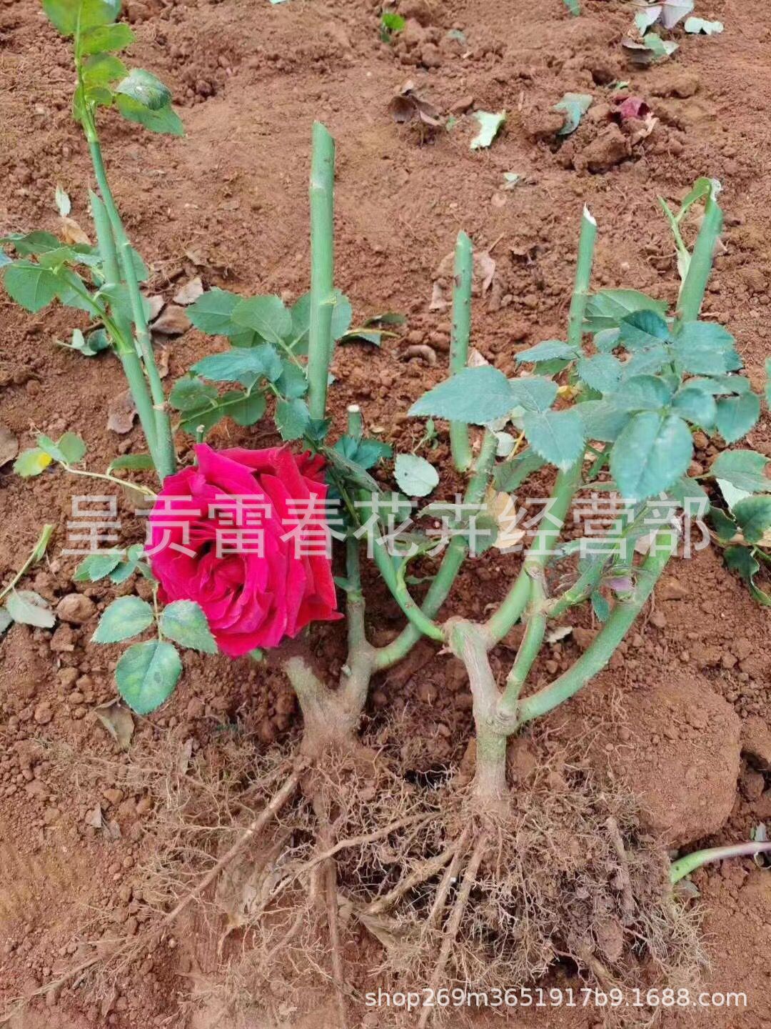 雲南 2到3年生玫瑰大苗可多品種混搭園林綠化工程老樁苗月季大苗