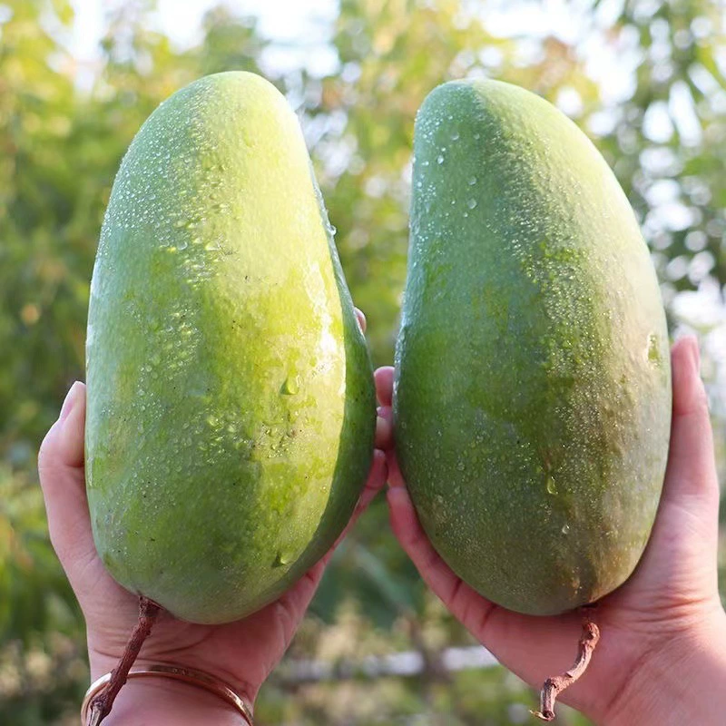 Манго Дацин, свежее фруктовое изделие, манго «Нефрит», очень крупное манго «Сладкое сердце», манго «Золотой Хуан», целая коробка, бесплатная доставка, оптом