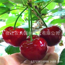 һ�����l����Ҙ����Ϸ������Nֲ���Ե���ˮ������ľ�޽Ӱ���܇��