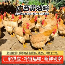 广西黄油鸡走地鸡农家土鸡冰鲜鸡批发一件代发整鸡无防腐剂无添加