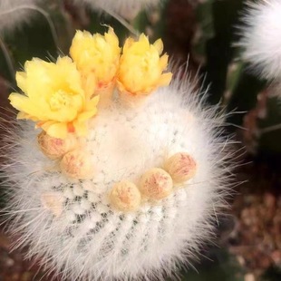 ��С������������ܛ��ܛë�҃ȾGֲ���B�׻���˶���ֲ��С����