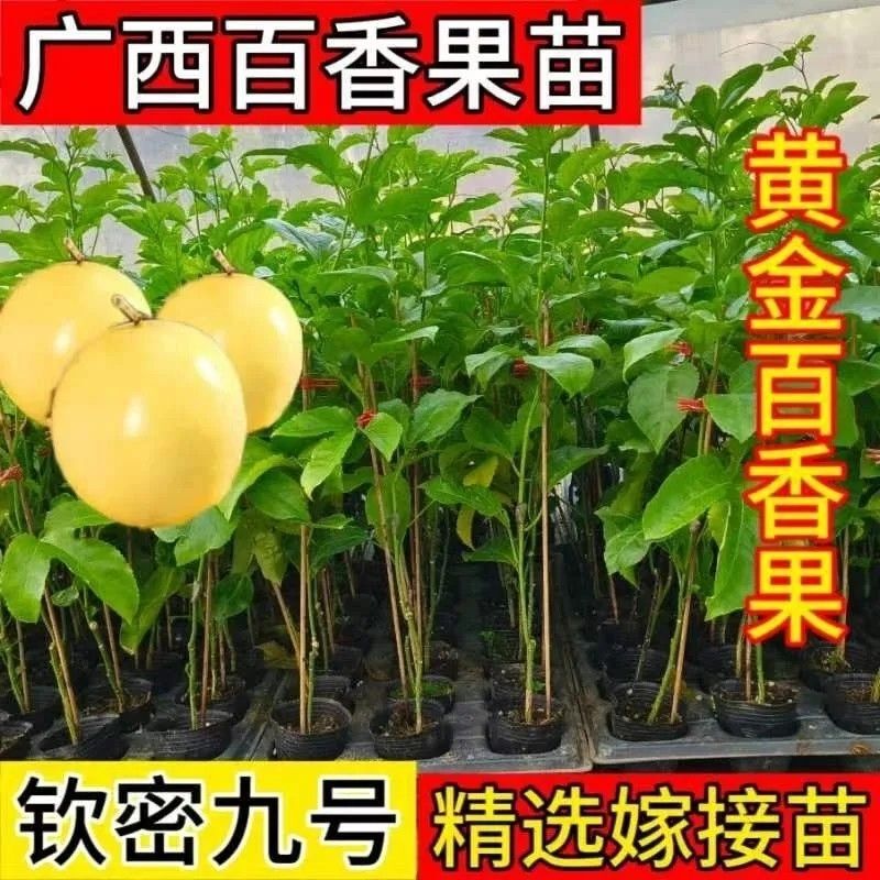 Qinmi No. 9 Golden Passion Fruit Seedlings Tainong Zixiang Southern Planting Climbing Vine Pure Sweet Courtyard Produces Fruit in All Seasons