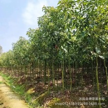基地供应香樟树苗 香樟苗10公分15公分规格齐全 工程绿化苗香樟树