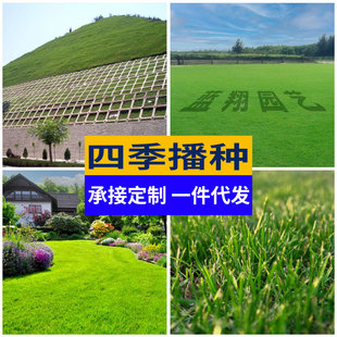 Lawn Grass Seeds Vegetation Restoration Slope Protection Seeds Wholesale Clover Seeds Greening Seeds