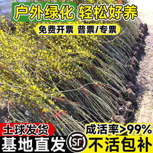 ӭ�����������Ԏ������Ϙ��辰�󴺻��B�N��ͥԺֲ���ļ��G�����l