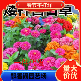 һ�����l��ɫ���ղݻ��N���U���ܷN���ļ��_����Ի�ݻ��ѷN������