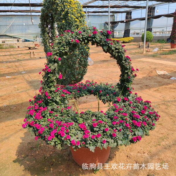 National Day chrysanthemum flowers National Day rental multi-head…