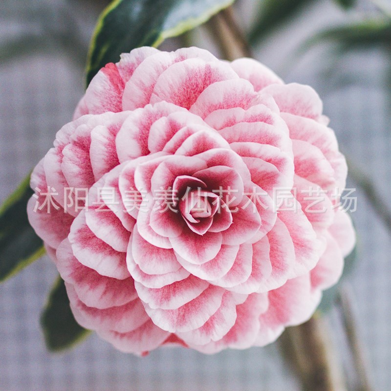 Las plantas en macetas de semillas de camelia se pueden sembrar en cuatro estaciones, 24 colores opcionales, 5 rosas Sai