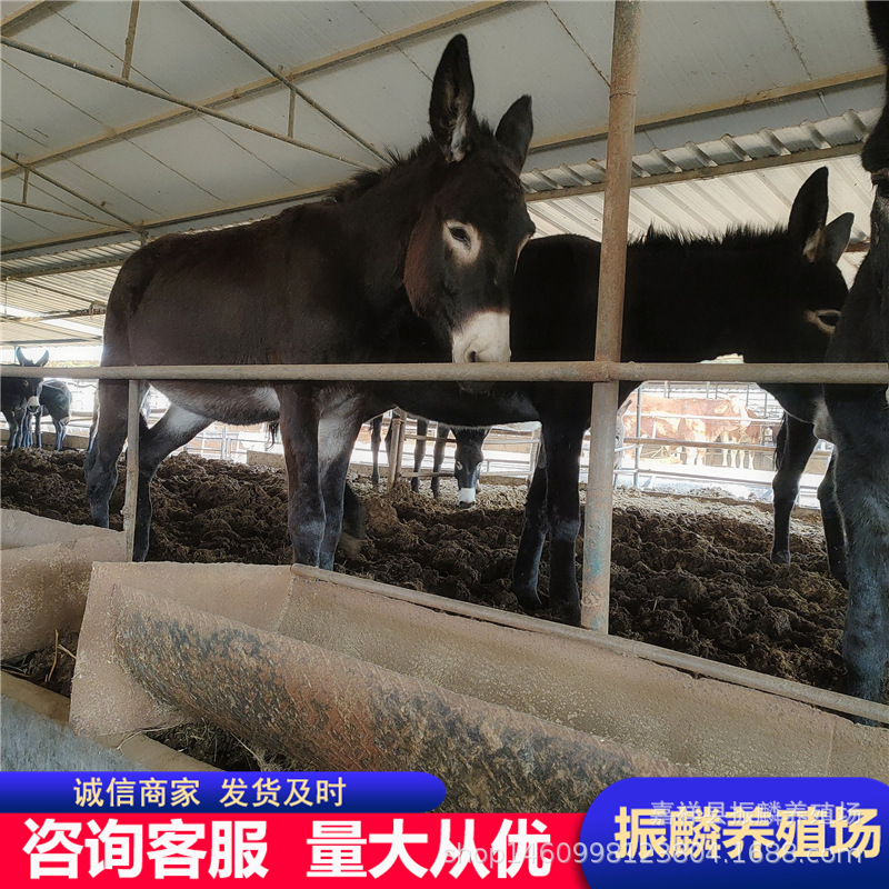 德州肉驴养殖场 育肥肉驴驹  乌头驴价格 关中驴一头