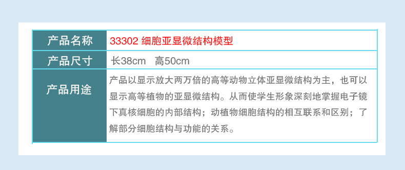 33302细胞亚显微细胞结构模型_06.jpg