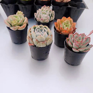 ����ֲ��M�����ԾGֲ���ܳȉ�¶���B��ݗ���k�����������l