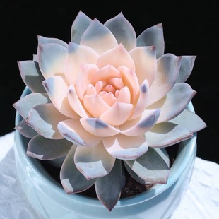 Selected Succulents, Pink Bluebirds, Interesting and Beautiful Succulent Green Plants and Flowers for Beginners in the Office