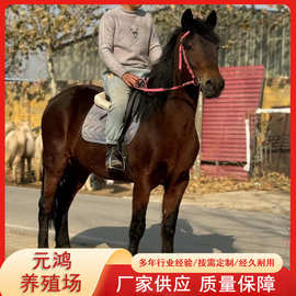 伊犁马在河南安阳周边哪里有卖 小马驹多少钱一匹 骑乘马价格