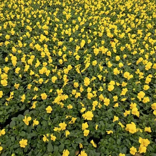 金盏菊苗 时令花草观赏盆栽公园景观花卉植物应季花草花鲜花盆栽