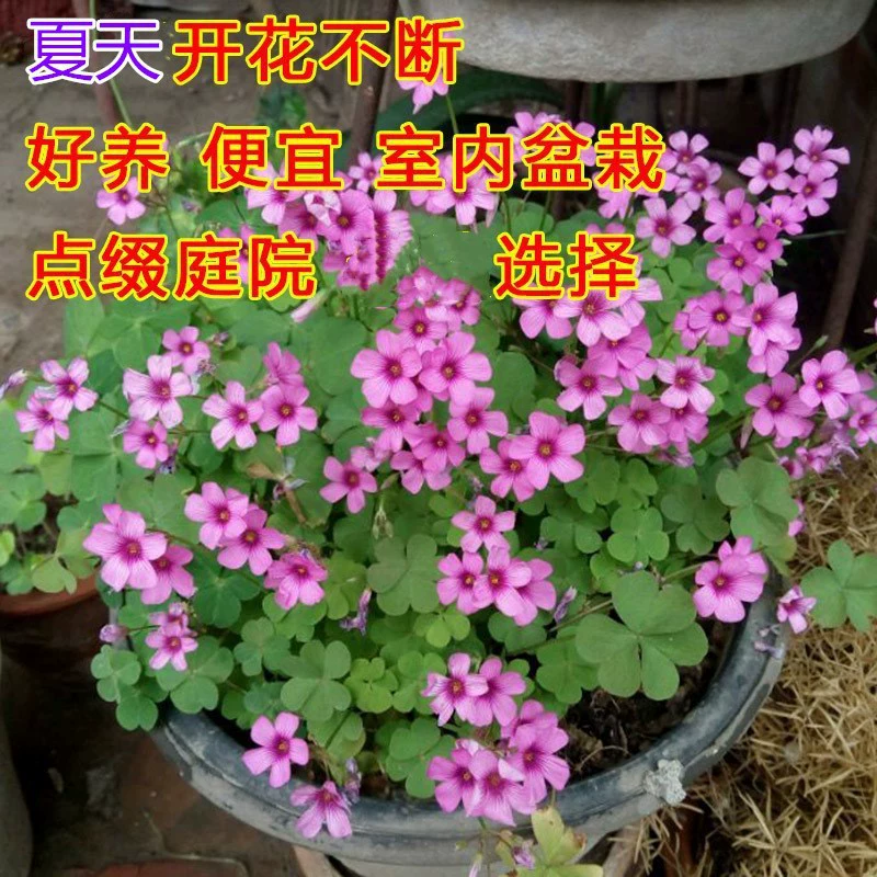 Кустарник для покрытия грунта в дворе, рассада красных цветов (панси), красная трава, рассада фиалки, счастливый клевер, многолетний корневой блок.