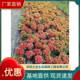 �������l �Ԯa���N���~����  Ʒ�N�Rȫ���^�쾰���̾G����