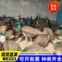 生产活体景区观赏白孔雀