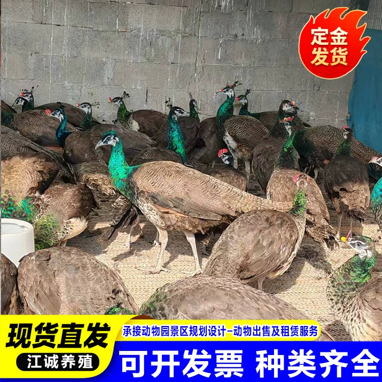 Размножение базы обеспечивает круглый год живых цыплят павлина, цены на павлинов мужского и женского пола, садовые декоративные белые и синие павлины.