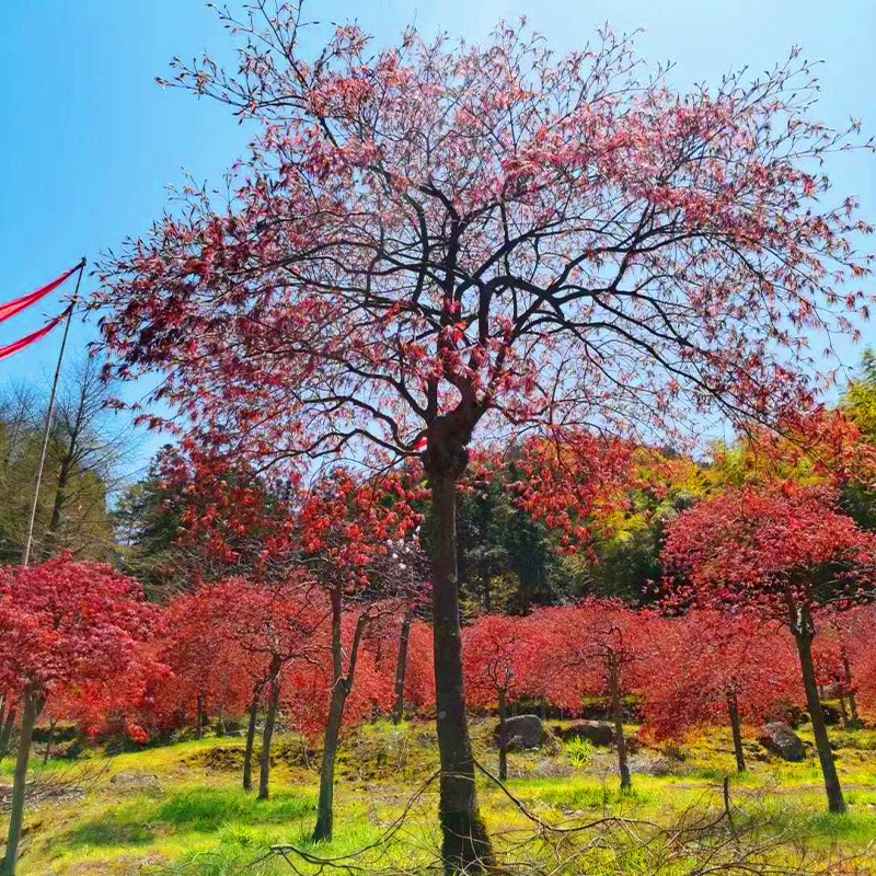 База оптом перо кленового дерева рассада зеленое инженерное перо Кленовое дерево 5-20 см грубый бутик перо клен