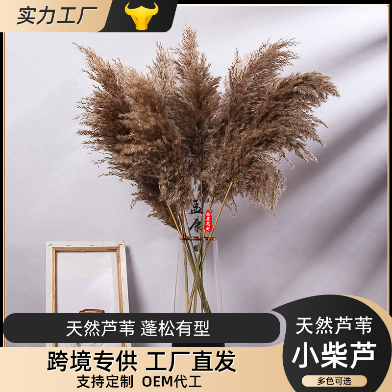 小芦柴真花干花花束婚庆装饰花材道具材料批发白色小芦苇潘帕斯草