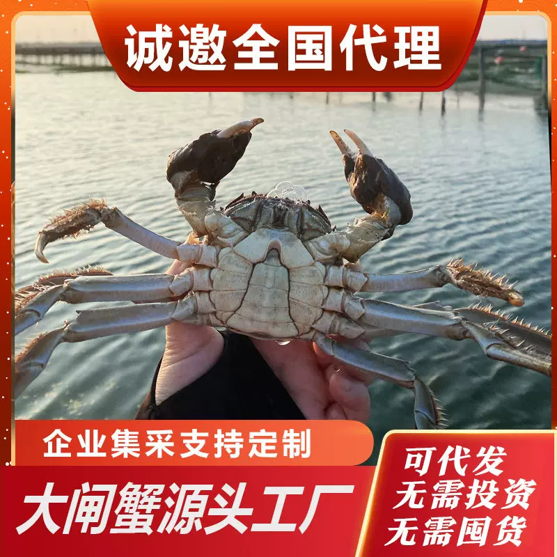 鲜活大闸蟹螃蟹苏州发货阳澄湖镇大闸蟹鲜活螃蟹10只装5两代发