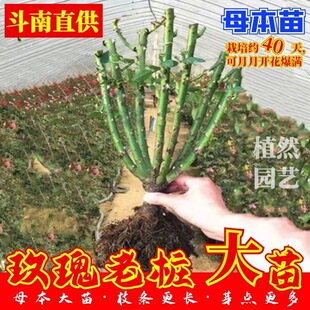 õ�廨�Ϙ��¼��҃��������̨�ļ��_���ܺ��B�׻�ͥԺ