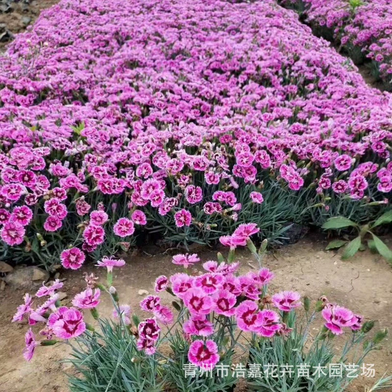 Европейский каменный кресс цветет в любое время года, оптовая продажа рассады для проекта по зеленению парков, морозостойкие цветы, сообщество посадочных растений в чашках европейского каменного кресса.