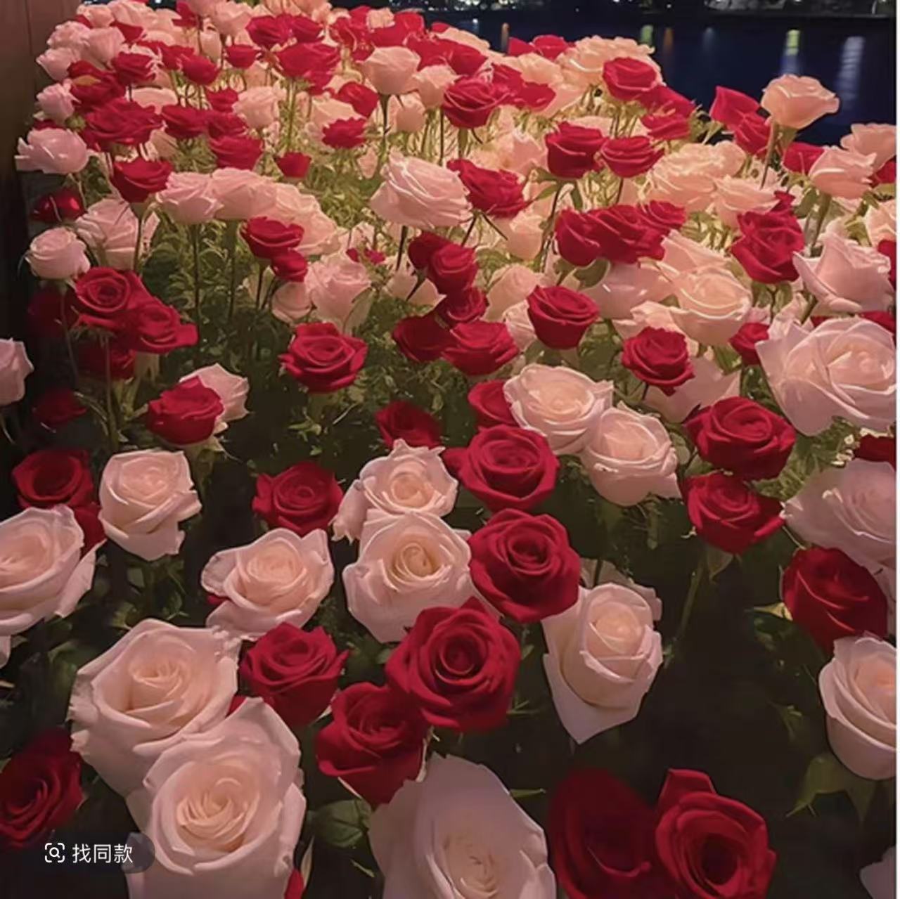 玫瑰花种子四季开花易活花种籽子室内盆栽室内外庭院绿植鲜花种子