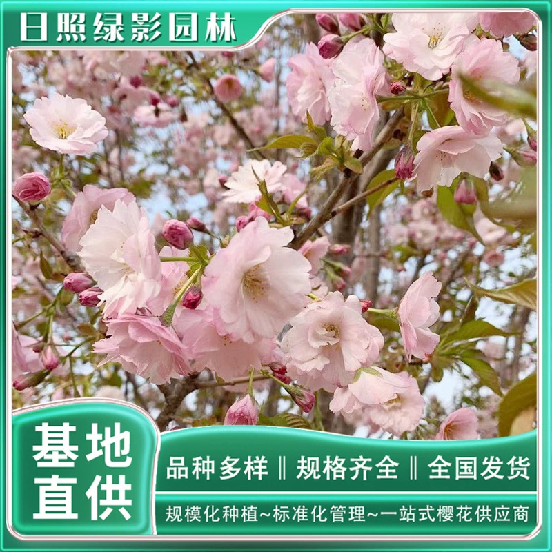 Выращивание вишни Происхождение Прямая поставка 5 см Восьмикратный красный остров Сакура Какой рынок