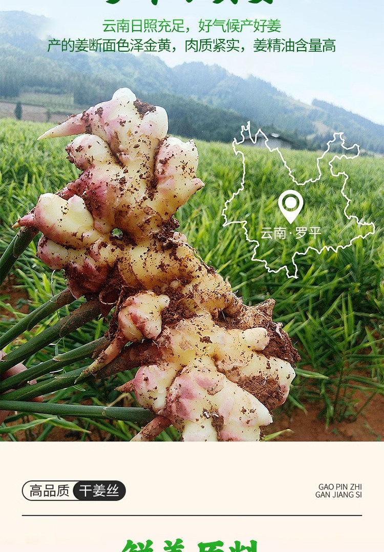 Yunnan Small Yellow Ginger Shredded Ginger Tea Jiang Si 250g x 4 Jars Dried Ginger for Brewing quality and texture