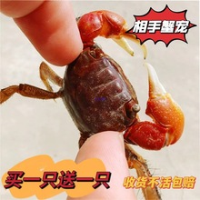 相手蟹宠物相守蟹活体相手蟹大号观赏蟹迷你宠物蟹摆摊小朋友萌宠