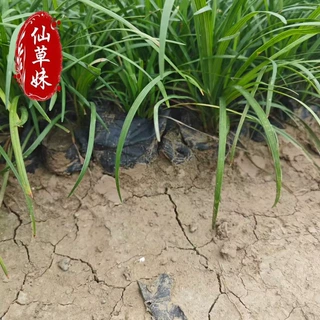 矮麦冬草花园植物四季常青长不高草苗庭院别墅绿化耐践踏