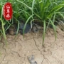 不高庭院植物绿化麦冬草