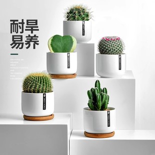 Cactus Potted Plant, Cactus, Succulent Green Plant, Office Desktop Decoration, Office Potted Plant