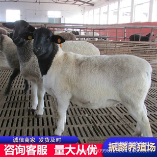 杜波绵羊小羊崽 成年母羊 黑头杜波绵羊羊羔 头胎怀孕杜泊绵羊