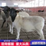 杜泊怀孕母羊