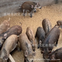 人工养殖二代野猪种 活体野猪二代种苗 杂交野猪幼崽批发