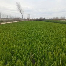 绿化树苗批发 园林绿化工程龙柏绿篱苗 小龙柏 龙柏球 龙柏柱