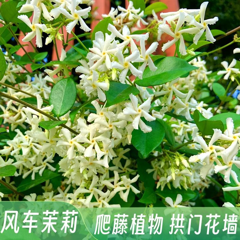 Cold-Resistant Windmill Jasmine Potted Large Seedlings Are Easy to Grow, Hanging Silk Climbing Vines, Drought-Tolerant Balcony Potted Plants That Bloom in All Seasons Cold-Resistant Windmill Jasmine Potted Large Seedlings Are Easy to Grow, Hanging Silk Climbing Vines, Drought-Tolerant Balcony Potted Plants That Bloom in All Seasons