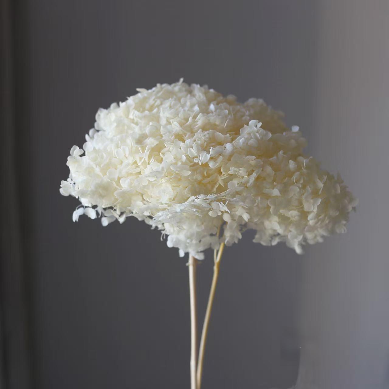 Yunnan Anna Hydrangea Flower Wholesale DIY Flower Preservation Flower Materiales de Regalo de Navidad