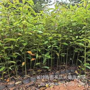 Wholesale Camphor Cup Seedlings Hunan 70-100cm High Camphor Tree Small Bag Seedlings with High Survival Rate