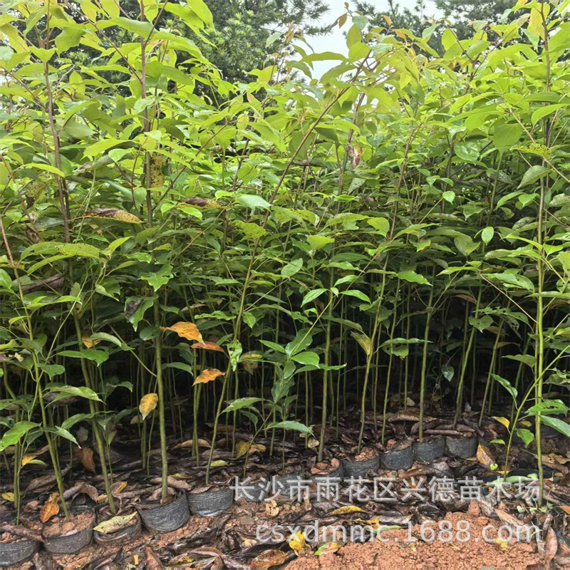 Оптовая продажа рассады камфорных чашек Хунань 70-100cm высоких камфорных деревьев в небольших пакетиках с высокой выживаемостью
