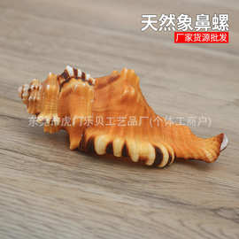 象鼻法螺天然海螺贝壳工艺品家居收藏摆件礼物海洋科普标本螺批发