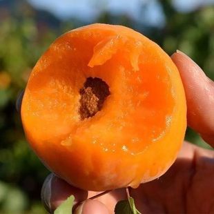 �޽��Ә����������Ե����Ә���ͥԺ�Nֲ�Ϸ������ش����������