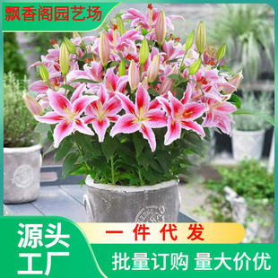 Dropshipping Perfume Lily Bulb with Buds, Cold-Resistant Four-Season Potted Indoor Balcony Flower and Green Plant Seeds with Strong Fragrance