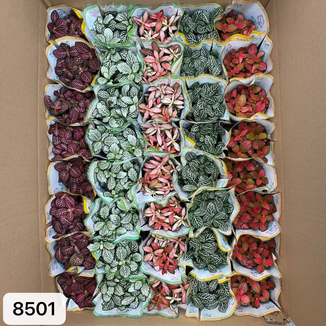 8404 小箱網紋草混裝40盆