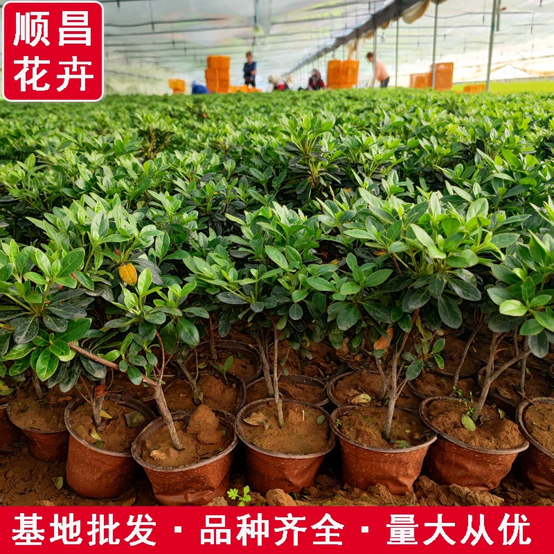 Шиян Рододендрон Мяо Парк улица озеленение завод вилла Пейзаж Шиян Рододендрон Сад Двор озеленение