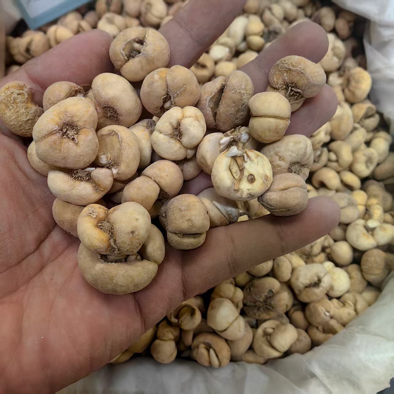 Zhejiang Fritillaria Bulbus Zhe Bei Mu Powder 500g Traditional Herbal Ingredient quality and texture