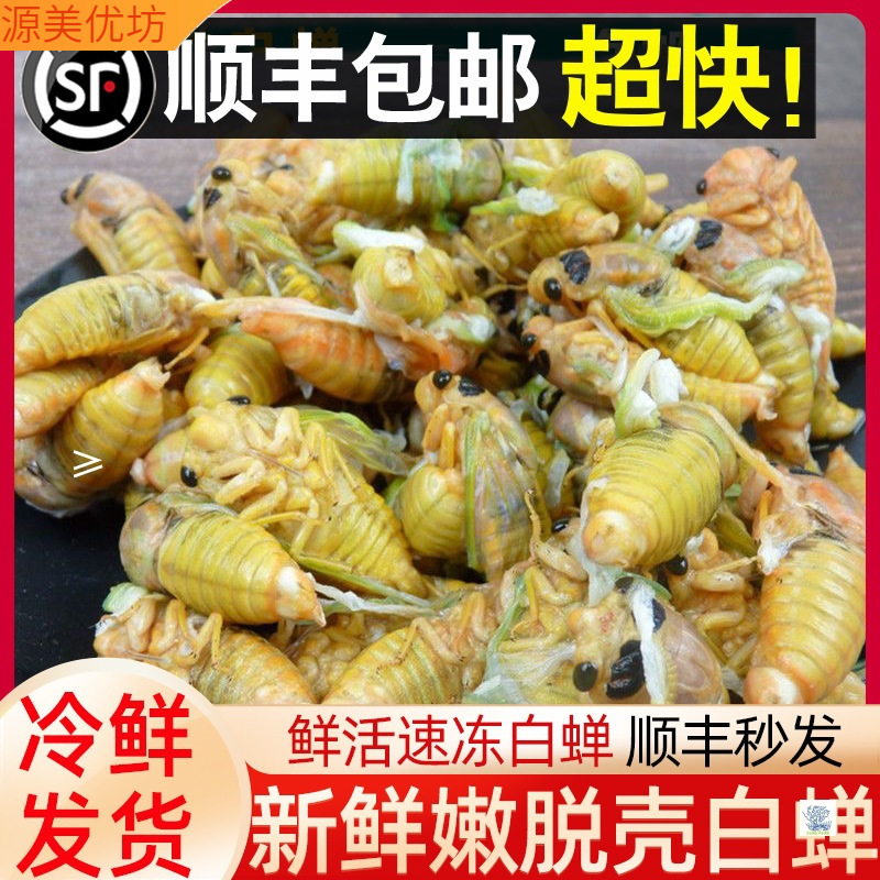 2025年 白蝉 新殻をむいた蝉の変態 金蝉 現物キャッチ カイコの蛹 銀蝉 生冷凍 柔らかい爬虫類 シュファン|undefined