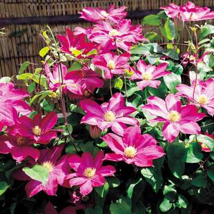 5�w�F��ɏ�N�����Ի���ͥԺ�^��ֲ��������Ԯ���ܾGֲ